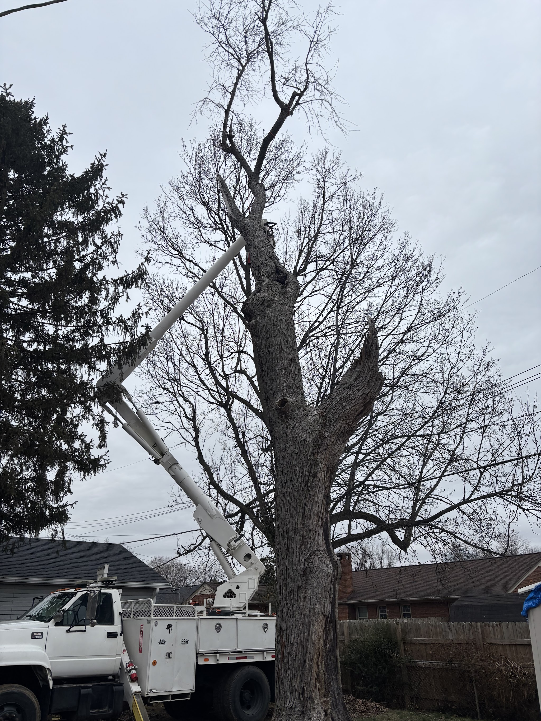 Completed tree removal project