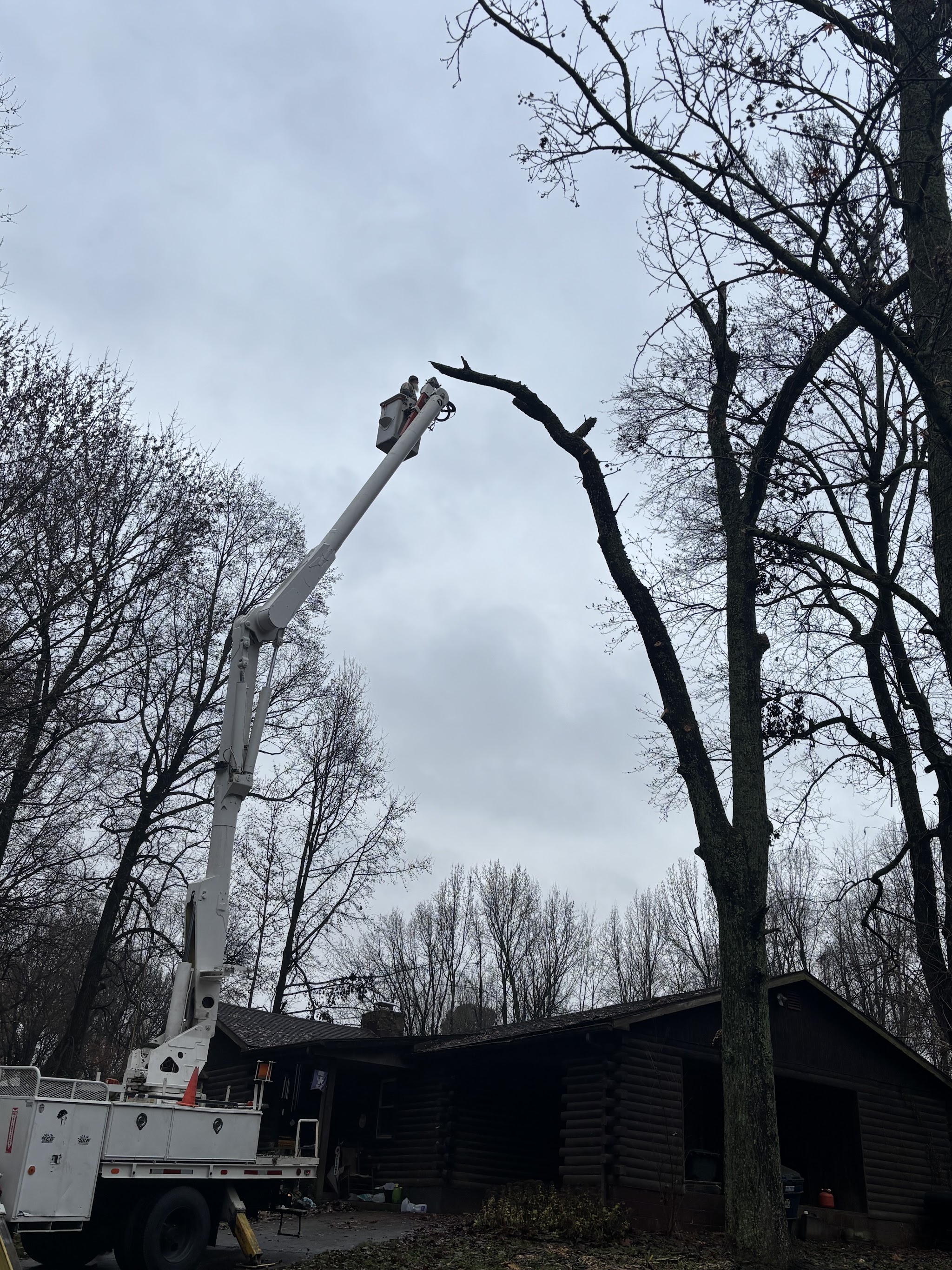 Tree cleanup after removal