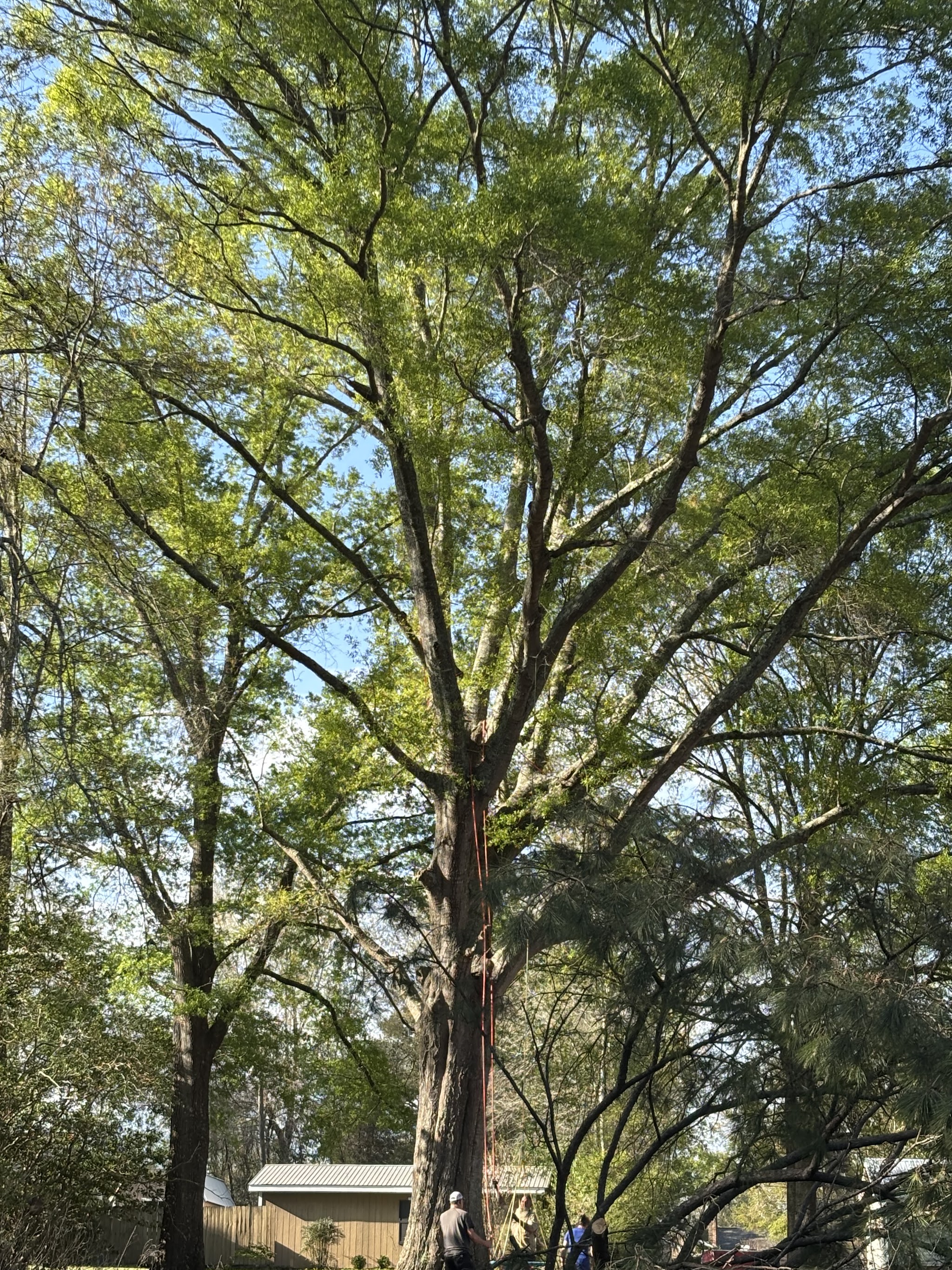 Breedlove Tree Service field work